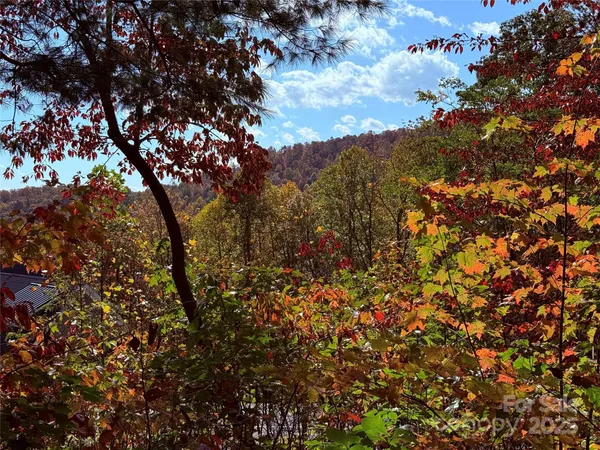 a view of a tree in a forest