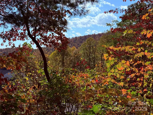 a view of a tree in a forest