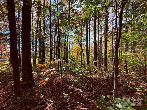 a view of outdoor space with lots of trees