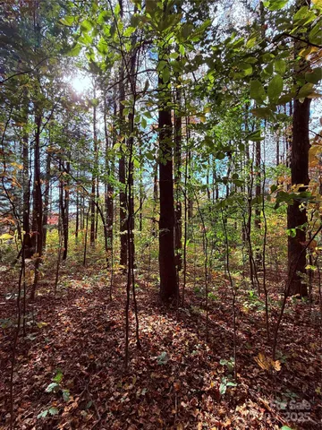 a view of a forest that has large trees