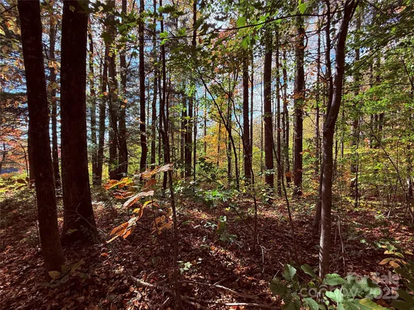 a view of backyard with tree