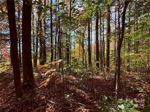 a view of backyard with tree