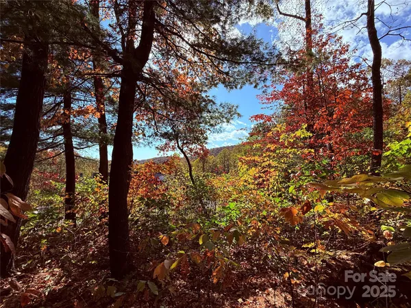 a view of a tree in a yard