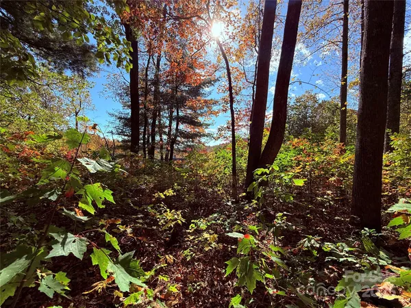 a view of a yard with plants and trees