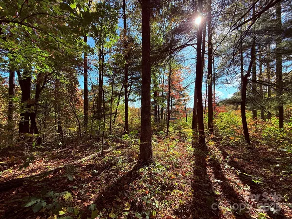 a view of a yard with lots of trees
