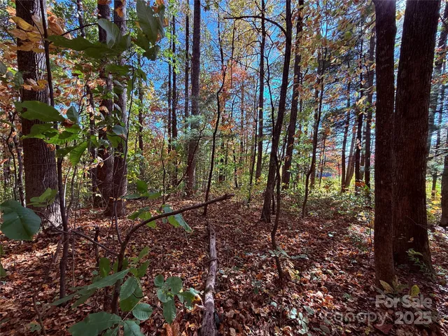 a view of a forest with trees