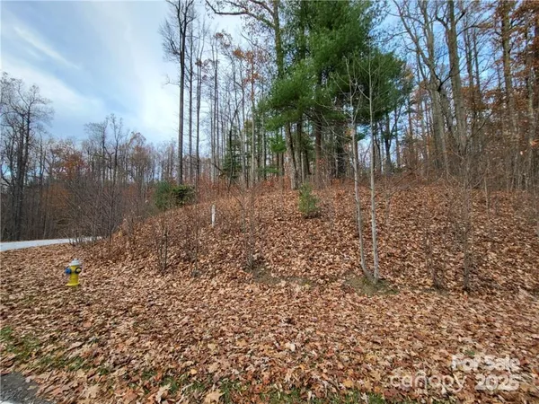 a view of a yard with plants and trees
