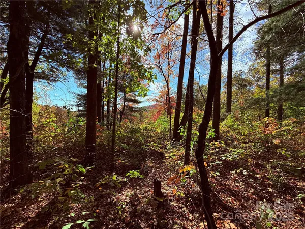 a view of a forest that has large trees