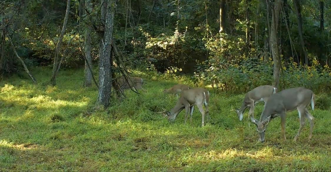 Jordan Hollow Road Stanley, VA 22851 - Photo 21 of 26 Trail Cam Photo