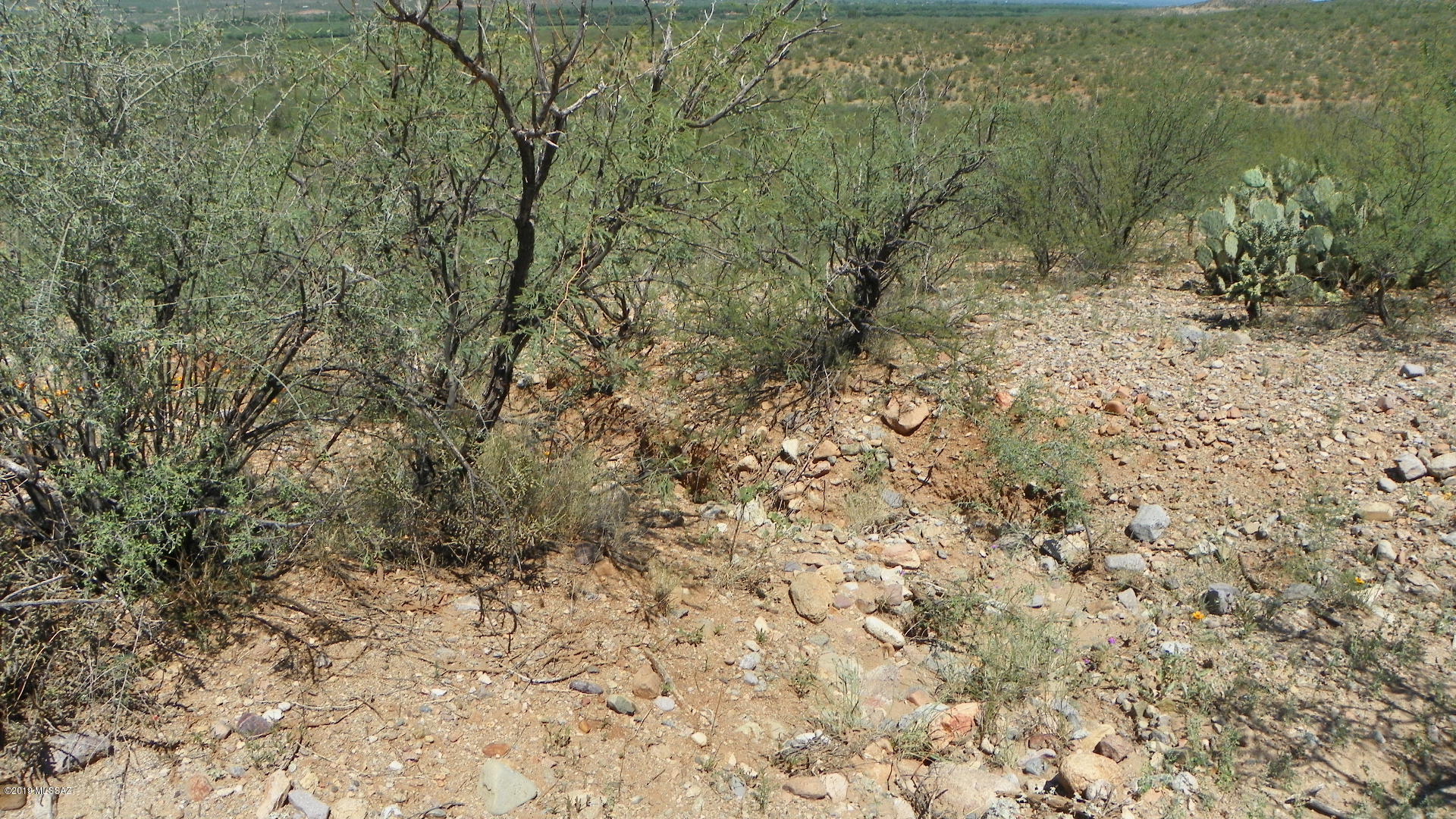 62 Camino Olympia, Unit 20 Rio Rico, AZ 85648 - Photo 6 of 8 a view of a yard with a tree