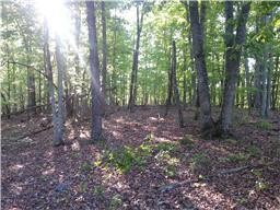 0 Inland Court Sparta, TN 38583 - Photo 6 of 8 a view of a forest that has large trees