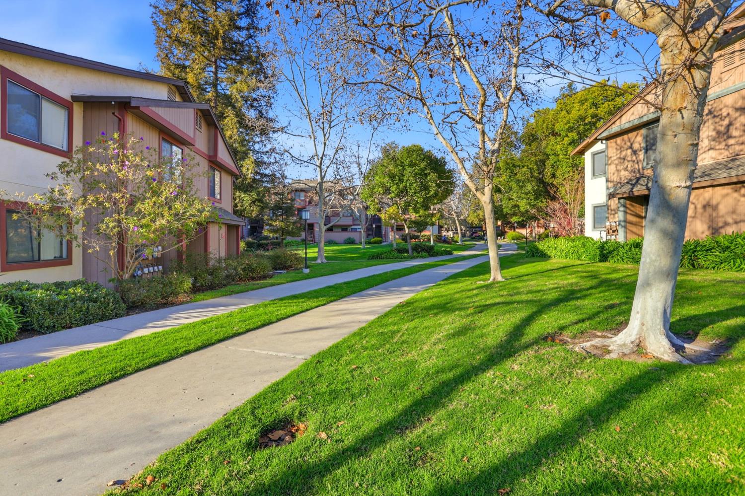 152 Hackamore Lane Fremont, CA 94539 - Photo 26 of 32 a view of a park with large trees