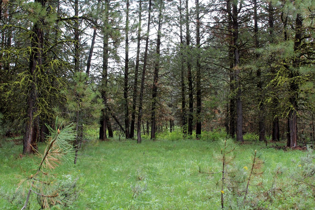 9 Kayla Way, Unit 27 Cascade, ID 83611 - Photo 3 of 13 Nestled Among The Trees