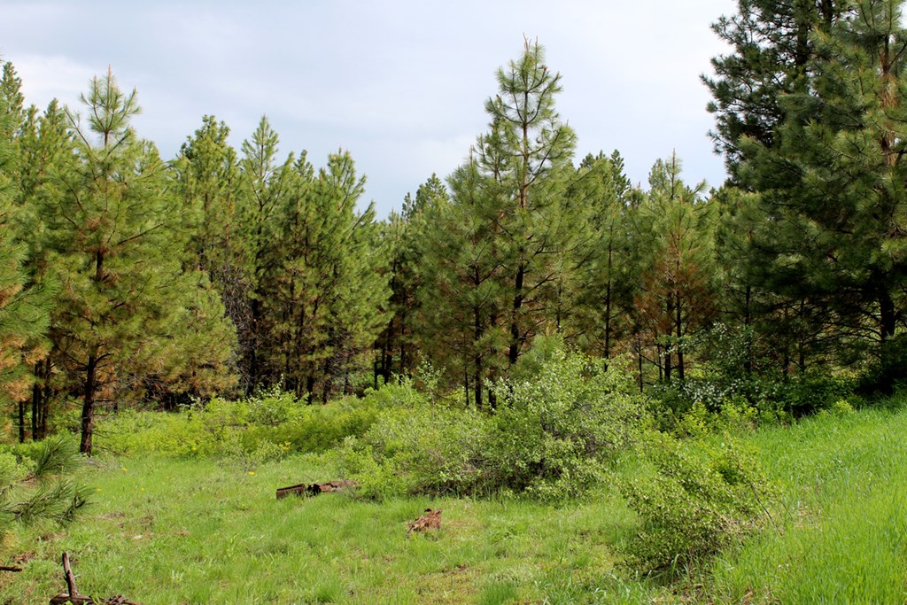 9 Kayla Way, Unit 27 Cascade, ID 83611 - Photo 4 of 13 Lush & Green After The Rains