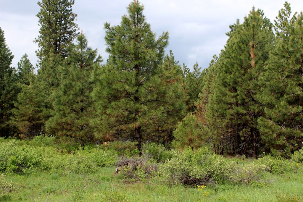 9 Kayla Way, Unit 27 Cascade, ID 83611 - Photo 6 of 13 Into The Woods