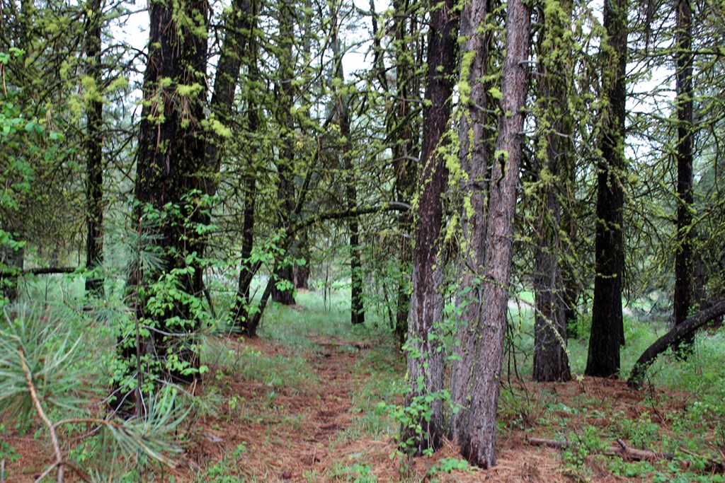 9 Kayla Way, Unit 27 Cascade, ID 83611 - Photo 7 of 13 Wooded Area