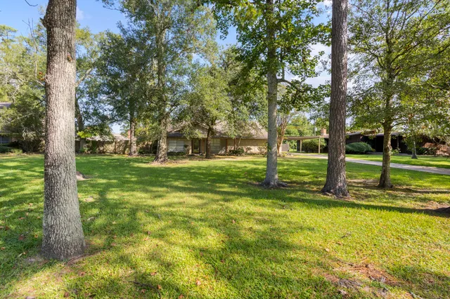 a view of a park with large trees