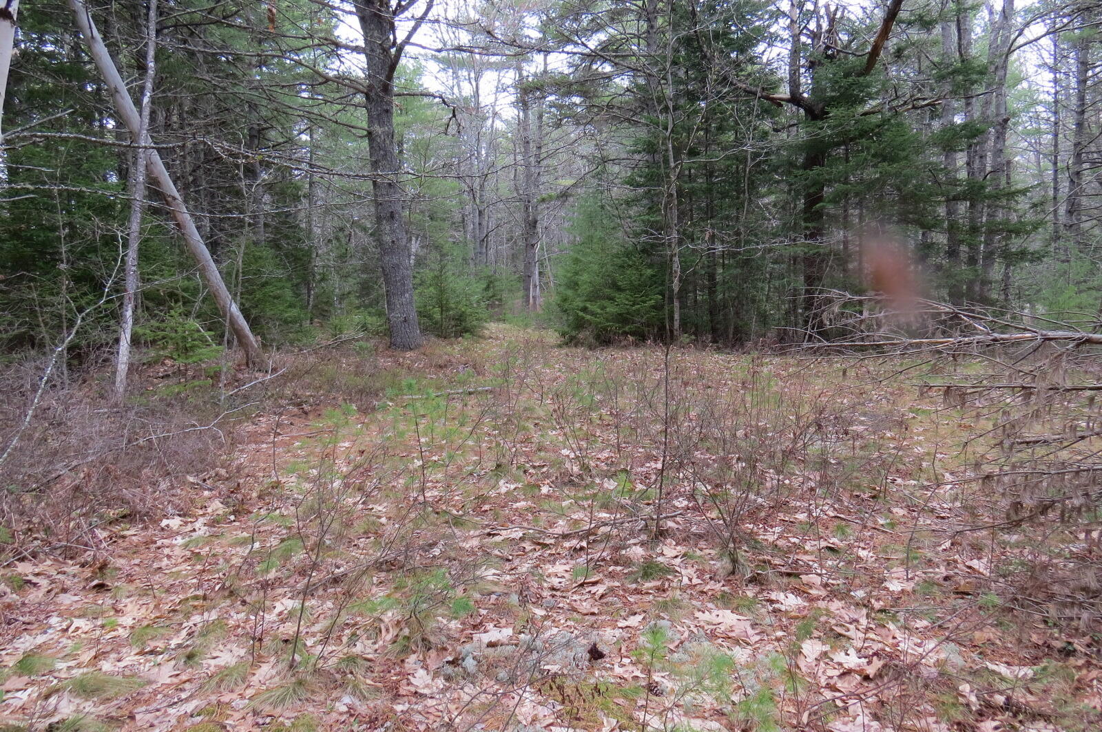 23 Porcupine Road Sullivan, ME 04664 - Photo 11 of 27 IMG_0194