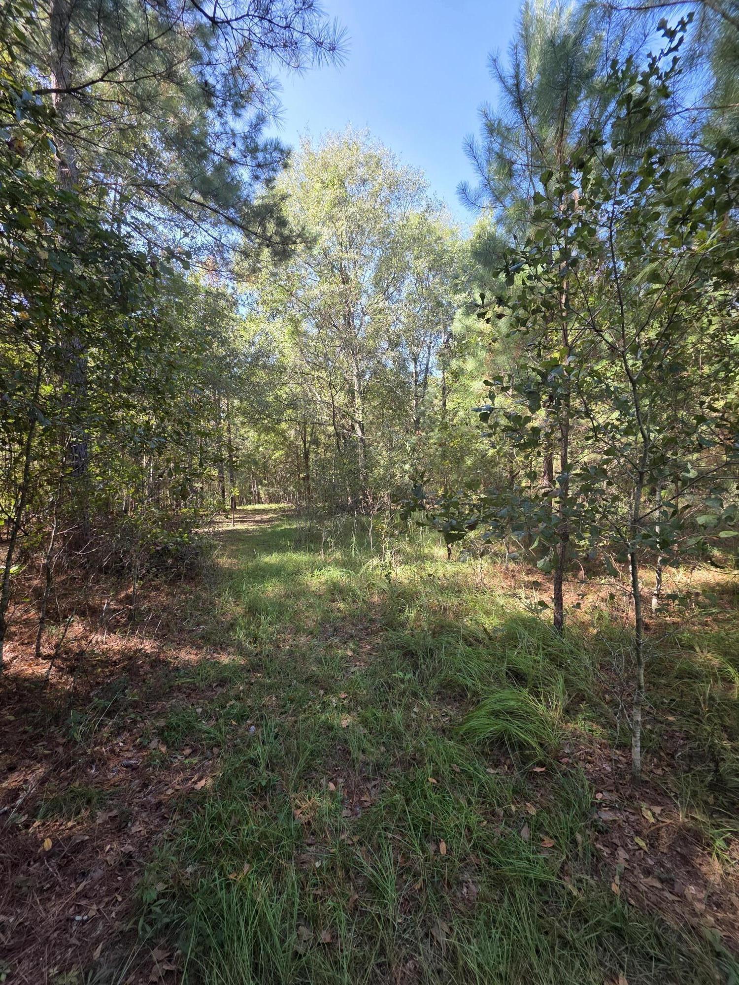 0 Beaver Dam Road Millen, GA 30442 - Photo 2 of 5 C.Dock Land Photo