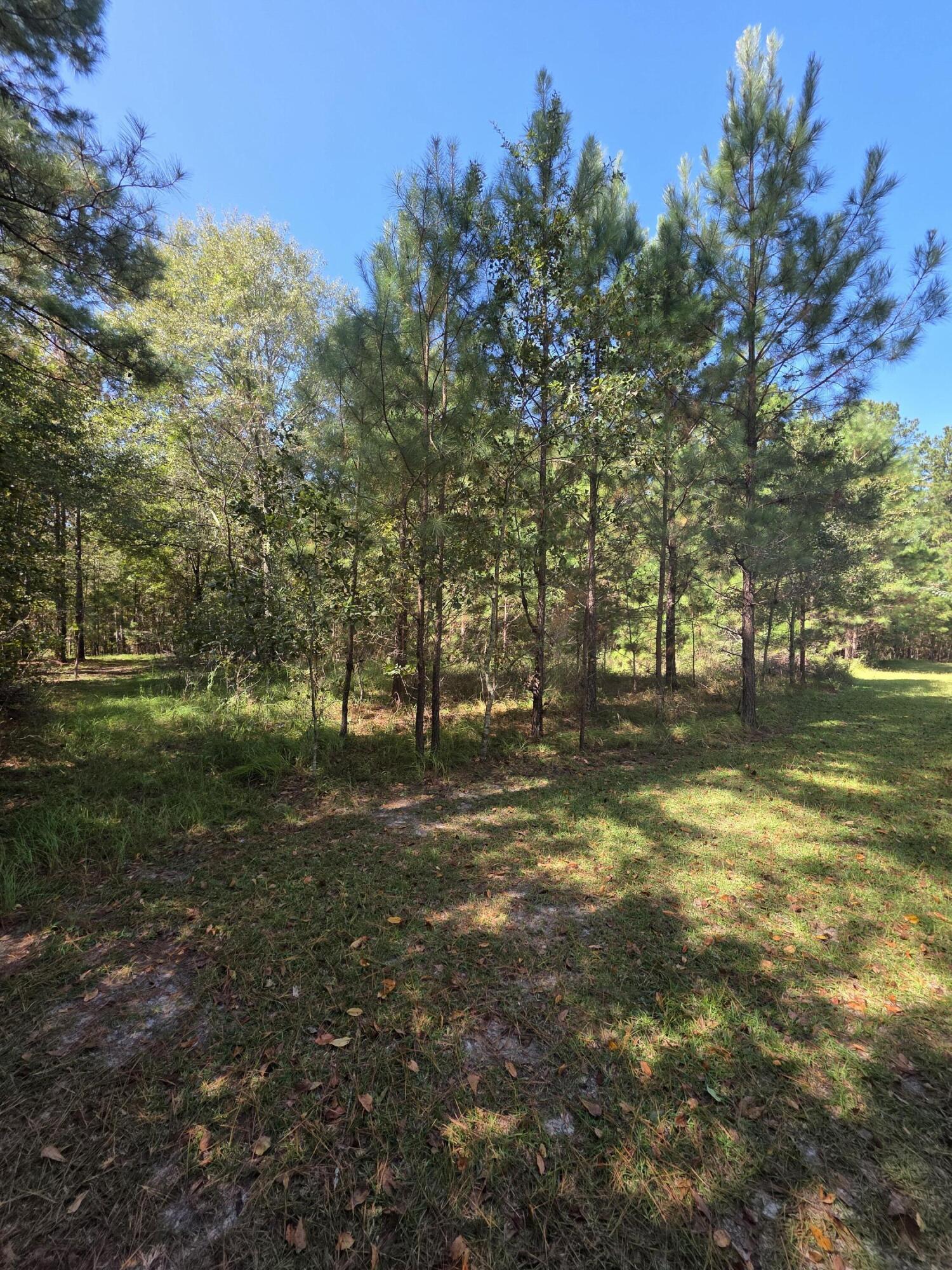 0 Beaver Dam Road Millen, GA 30442 - Photo 3 of 5 Land Photo-C.Dock #2