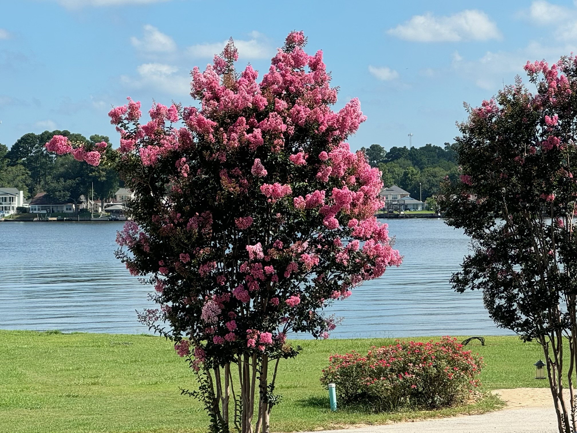 12922 Longstreet Road, Unit L10 Willis, TX 77318 - Photo 20 of 21 a picture of flowers
