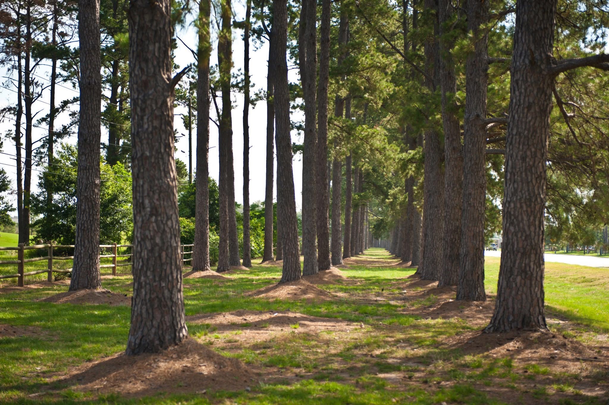 8525 Sunset Loch Drive Spring, TX 77379 - Photo 25 of 28 a view of a tree in the middle of a yard