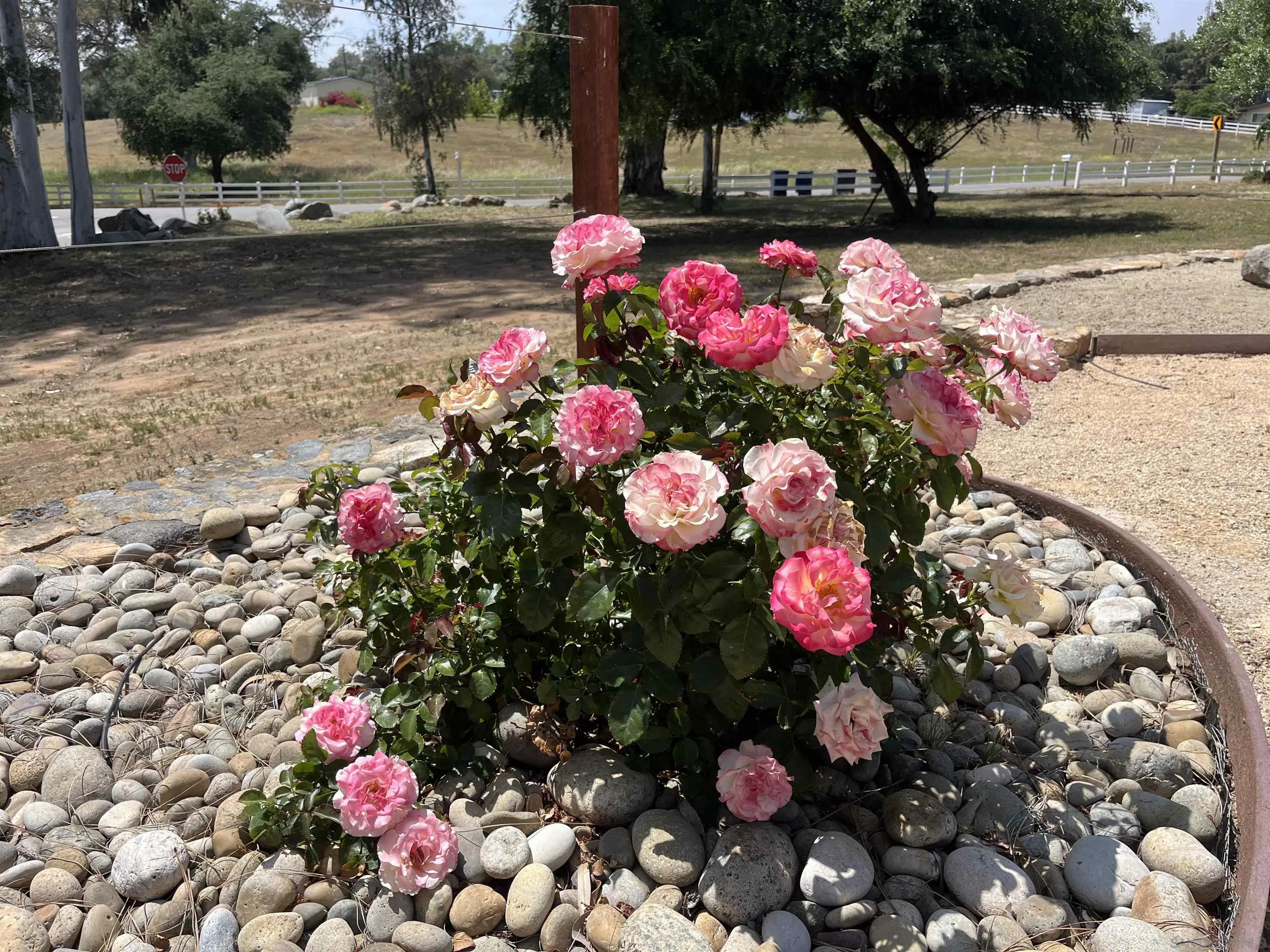 2824 Scenic View Road Alpine, CA 91901 - Photo 39 of 42 a pink flowers in front of the house