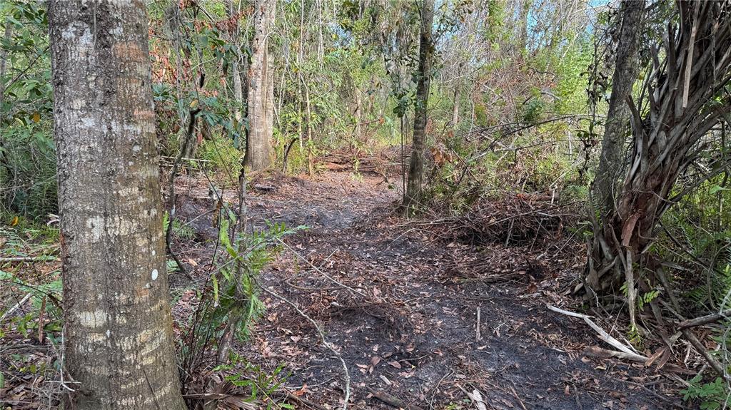 12807 Upper Manatee River Road Bradenton, FL 34212 - Photo 11 of 18 a view of a forest with lots of trees