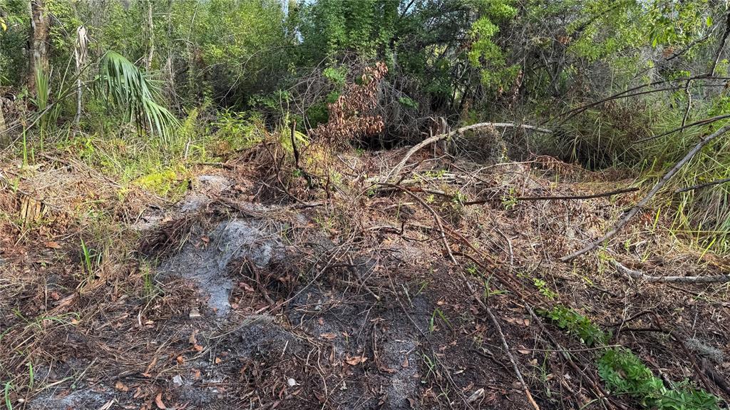 12807 Upper Manatee River Road Bradenton, FL 34212 - Photo 12 of 18 a view of a forest with a tree