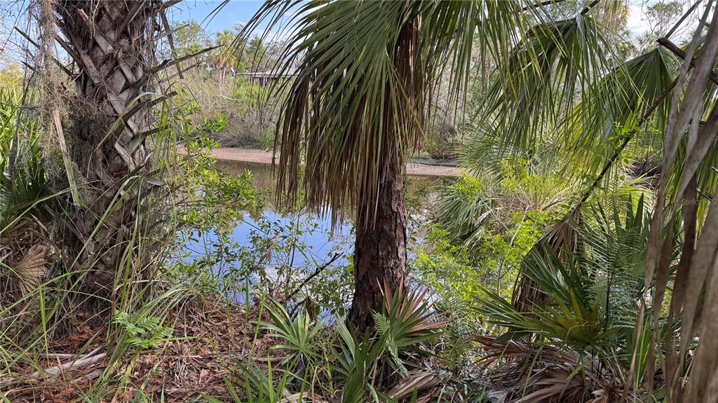 12807 Upper Manatee River Road Bradenton, FL 34212 - Photo 14 of 18 a close up of a plant in a garden