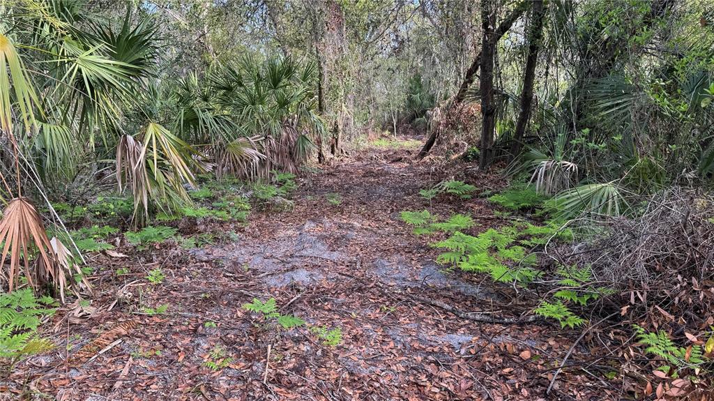 12807 Upper Manatee River Road Bradenton, FL 34212 - Photo 4 of 18 a view of a yard with plants and large trees