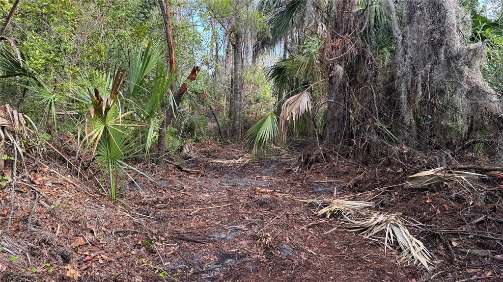 12807 Upper Manatee River Road Bradenton, FL 34212 - Photo 10 of 18 a view of a yard with plants and large trees