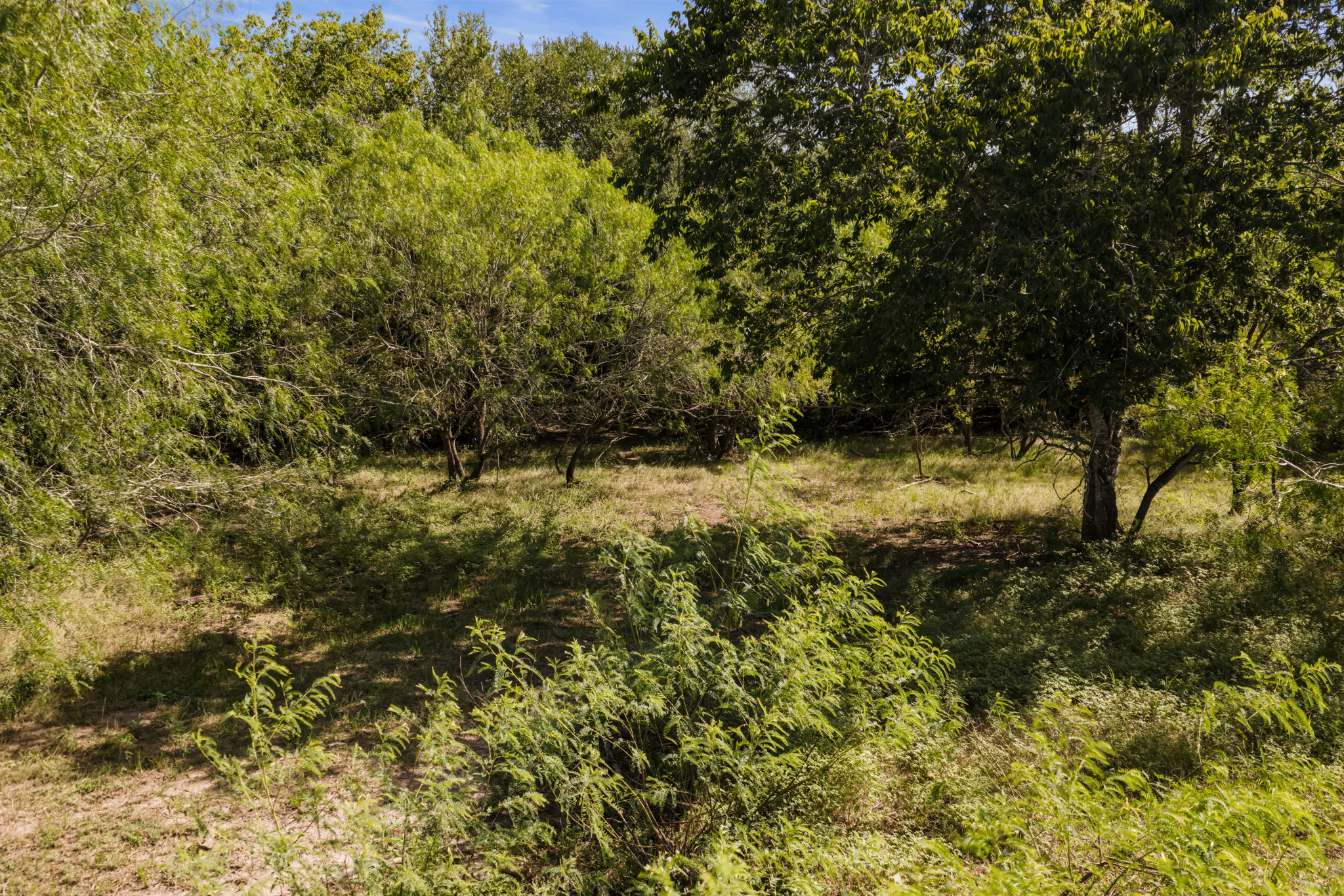 625 Callihan Road Luling, TX 78648 - Photo 20 of 26 Discover a naturally wooded lot offering serene privacy and abundant green foliage for your future home.
