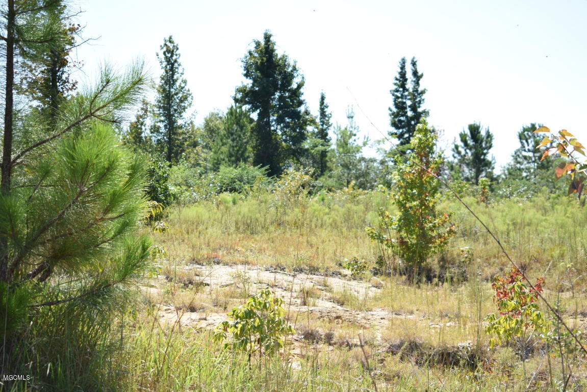 200-ac Buddy Finch Road Lucedale, MS 39452 - Photo 11 of 25 20170914201220703256000000-o