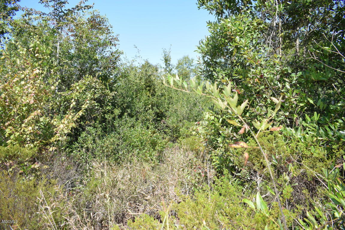 200-ac Buddy Finch Road Lucedale, MS 39452 - Photo 5 of 25 20170914200521546867000000-o