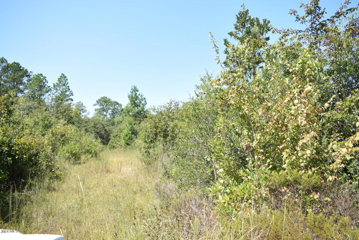 200-ac Buddy Finch Road Lucedale, MS 39452 - Photo 7 of 25 20170914200557168046000000-o