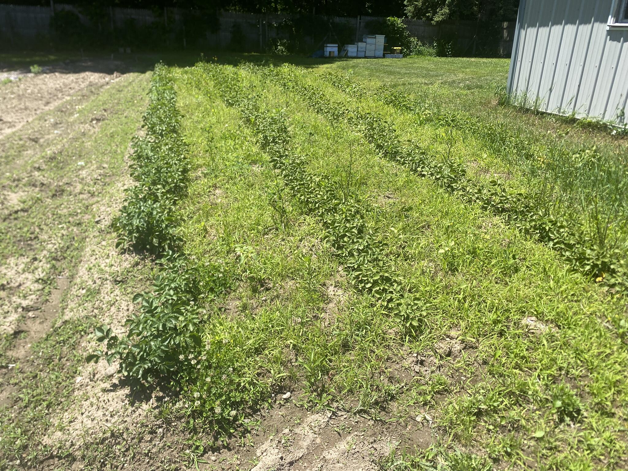12915 Cassidy Road Bellevue, MI 49021 - Photo 111 of 128 IMG_9385