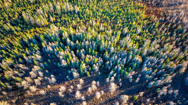 $68,000 | Xxxx Dora Lake Road, Northome, MN 56661