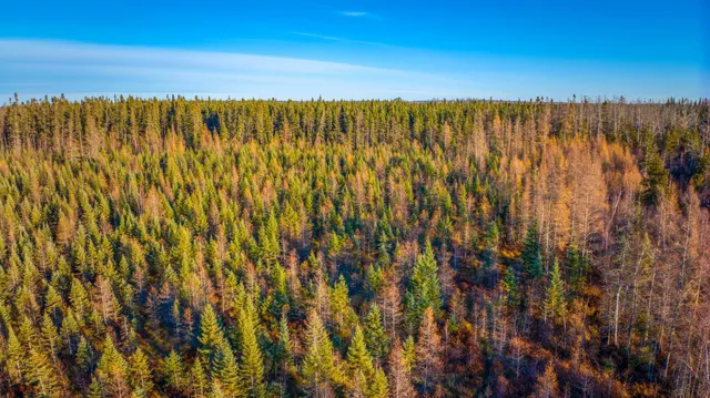 $68,000 | Xxxx Dora Lake Road, Northome, MN 56661