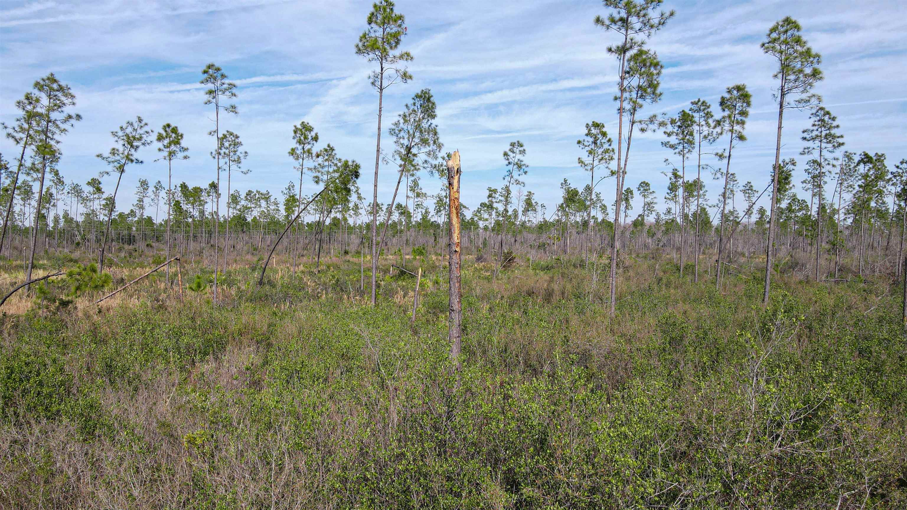 Lot 49 Circle Block Loop Greenville, FL 32331 - Photo 1 of 35