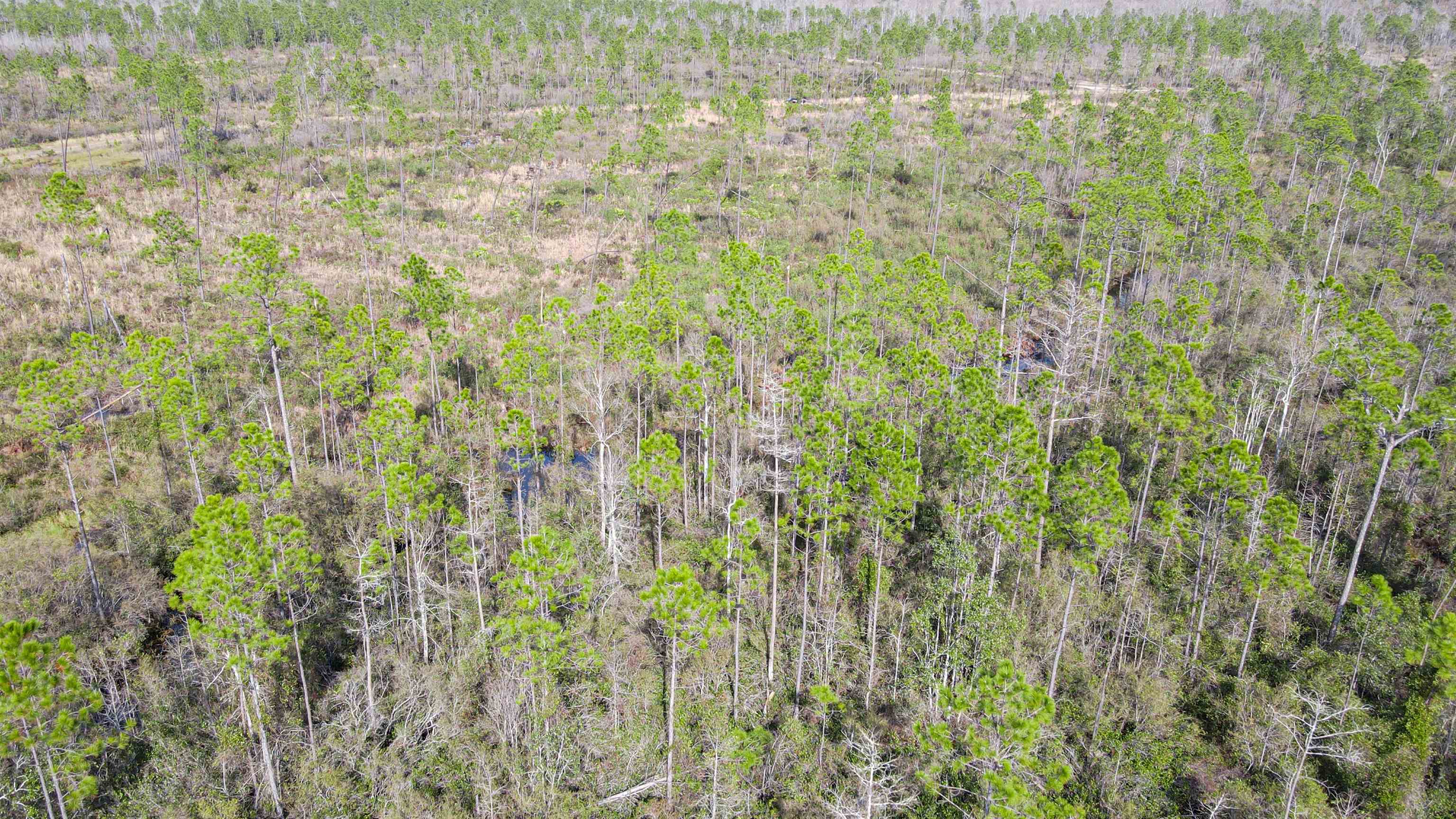 Lot 49 Circle Block Loop Greenville, FL 32331 - Photo 22 of 35