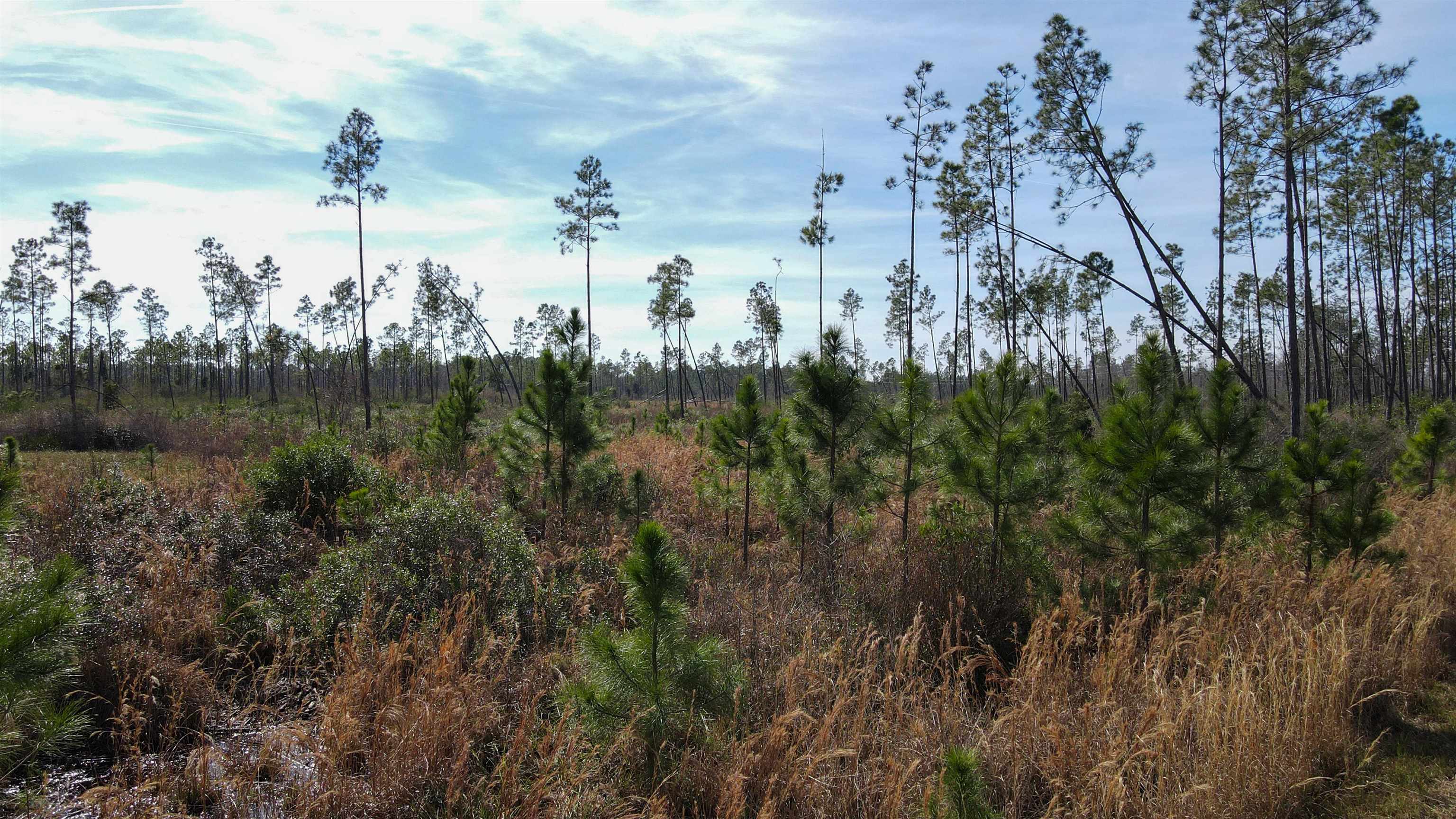 Lot 49 Circle Block Loop Greenville, FL 32331 - Photo 29 of 35