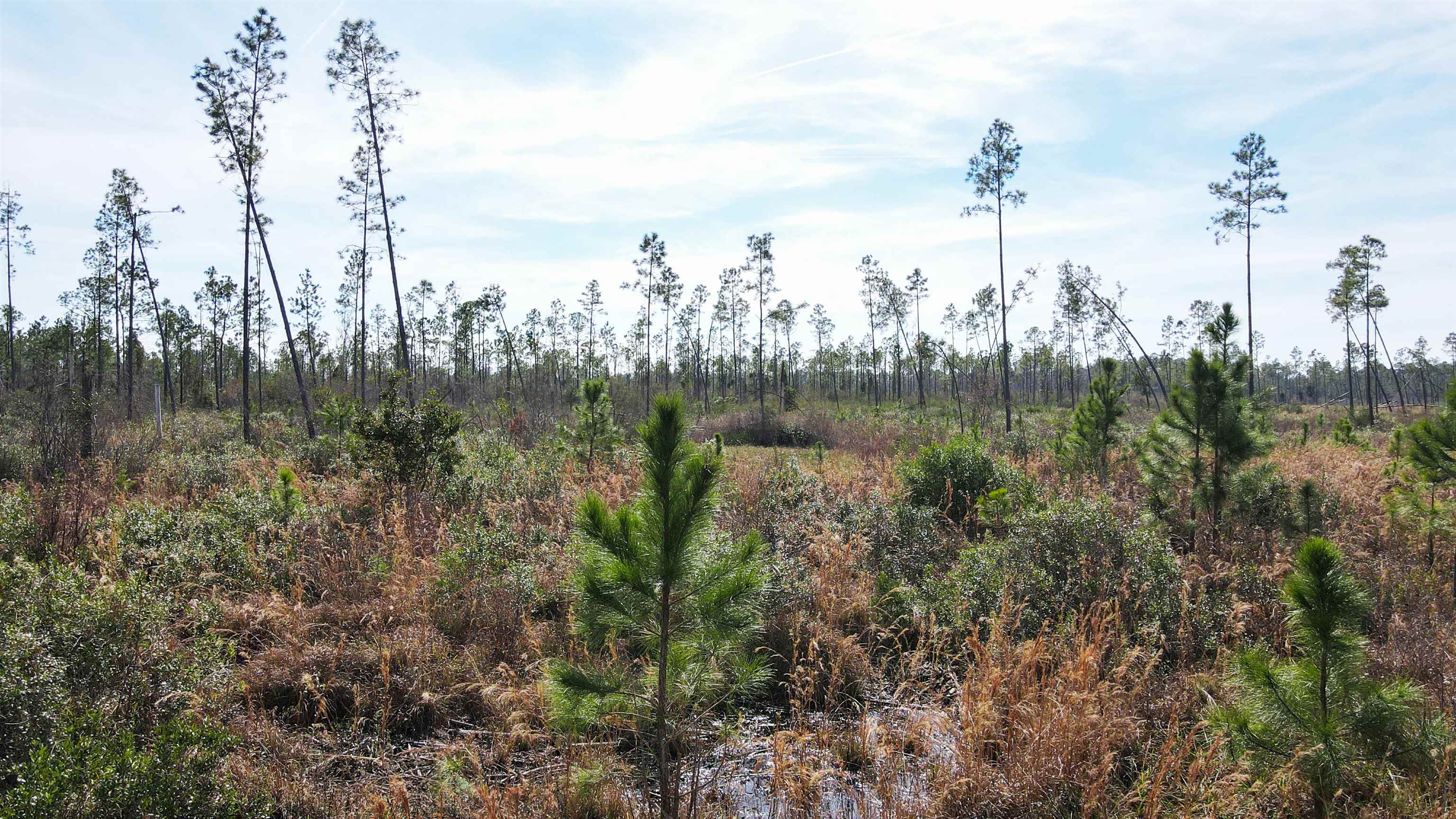 Lot 49 Circle Block Loop Greenville, FL 32331 - Photo 30 of 35