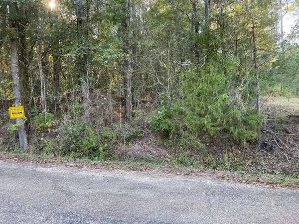 a view of a forest with trees
