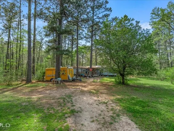 a view of a park with large trees