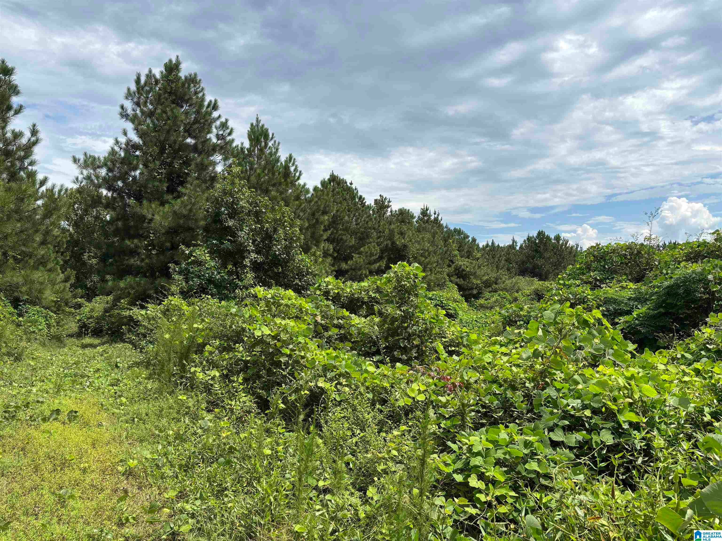 65 County Road, Unit 1 Wadley, AL 36276 - Photo 4 of 15 Gallery Image 4