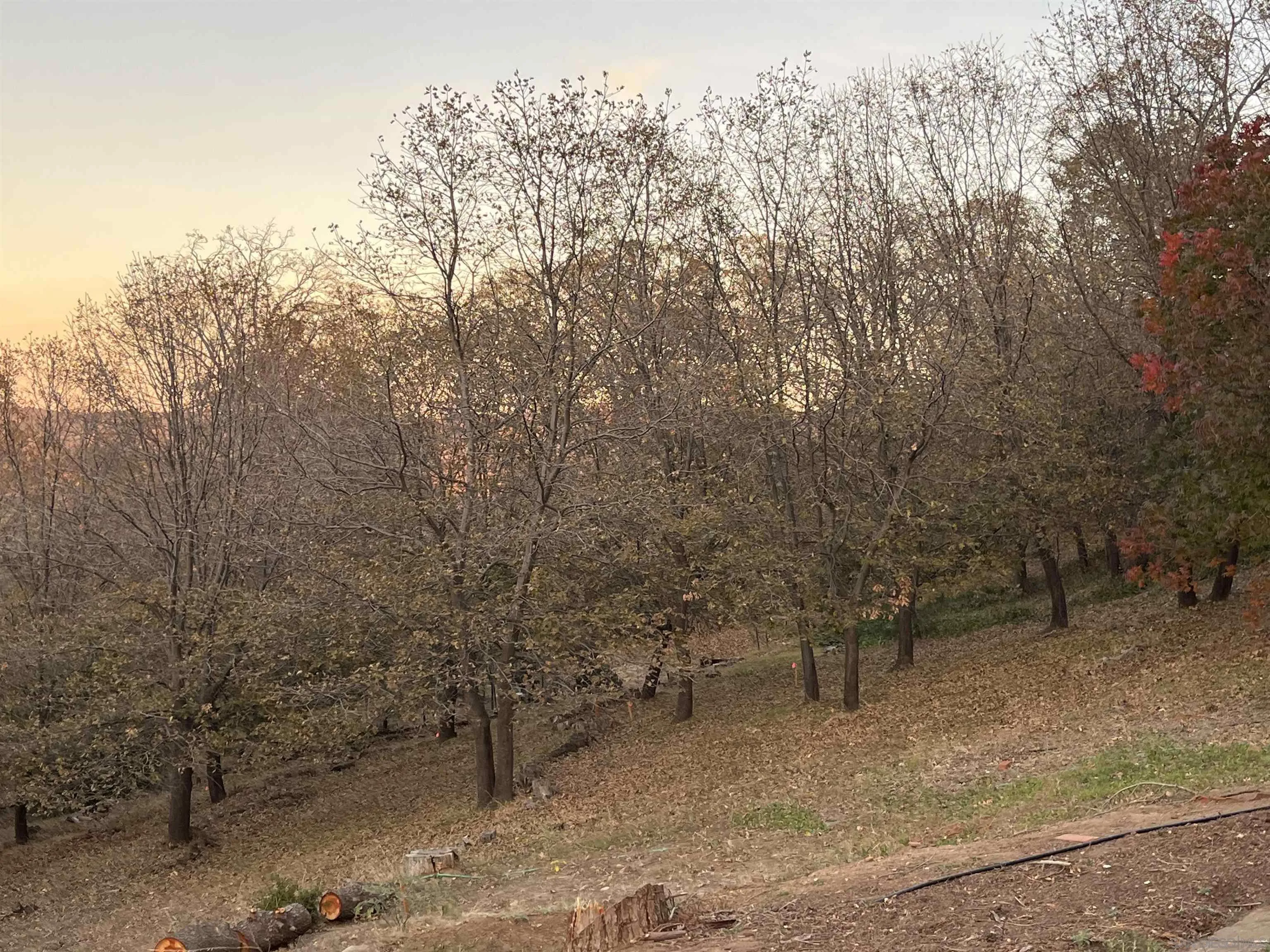 4129 Eagle Peak Road Julian, CA 92036 - Photo 23 of 38 a view of a yard with a tree