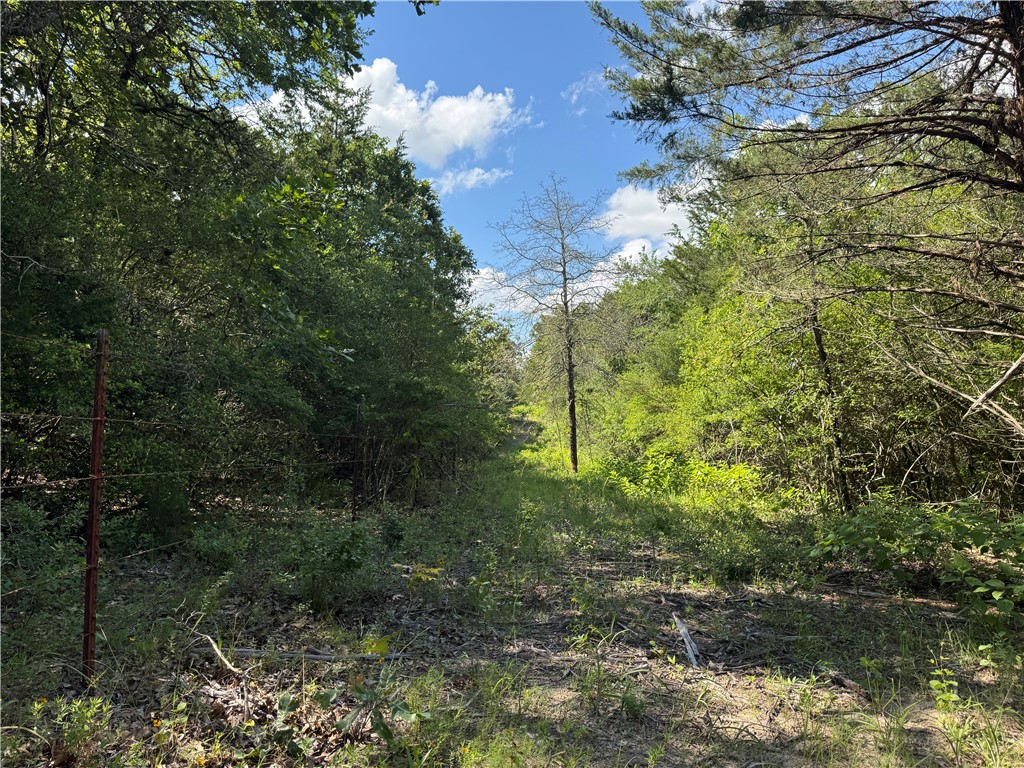3816 Pin Oak Road Franklin, TX 77856 - Photo 9 of 15 Back fenceline 29 Ac.