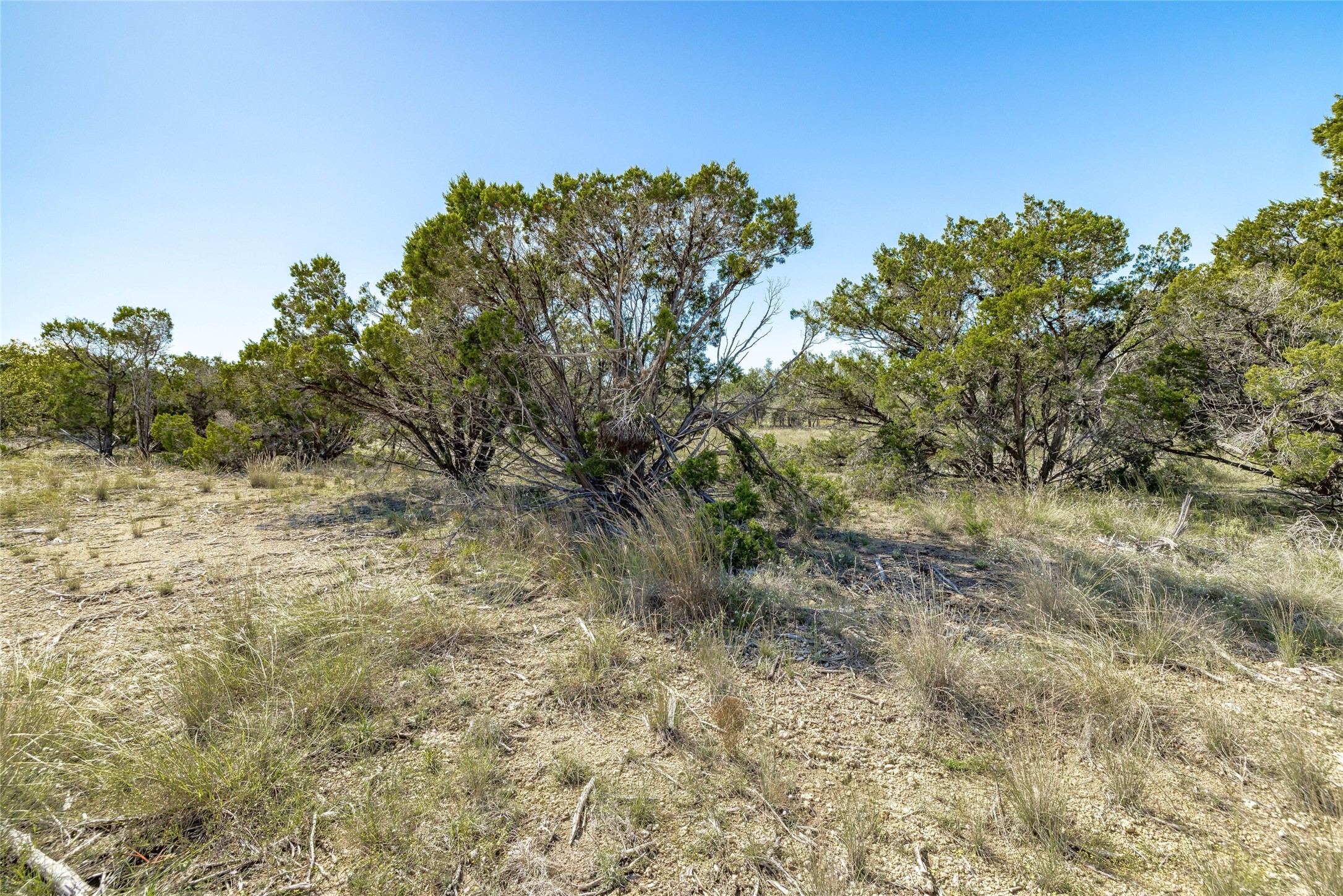 281 County Road 281 Leander, TX 78641 - Photo 7 of 31 a view of a yard with a tree