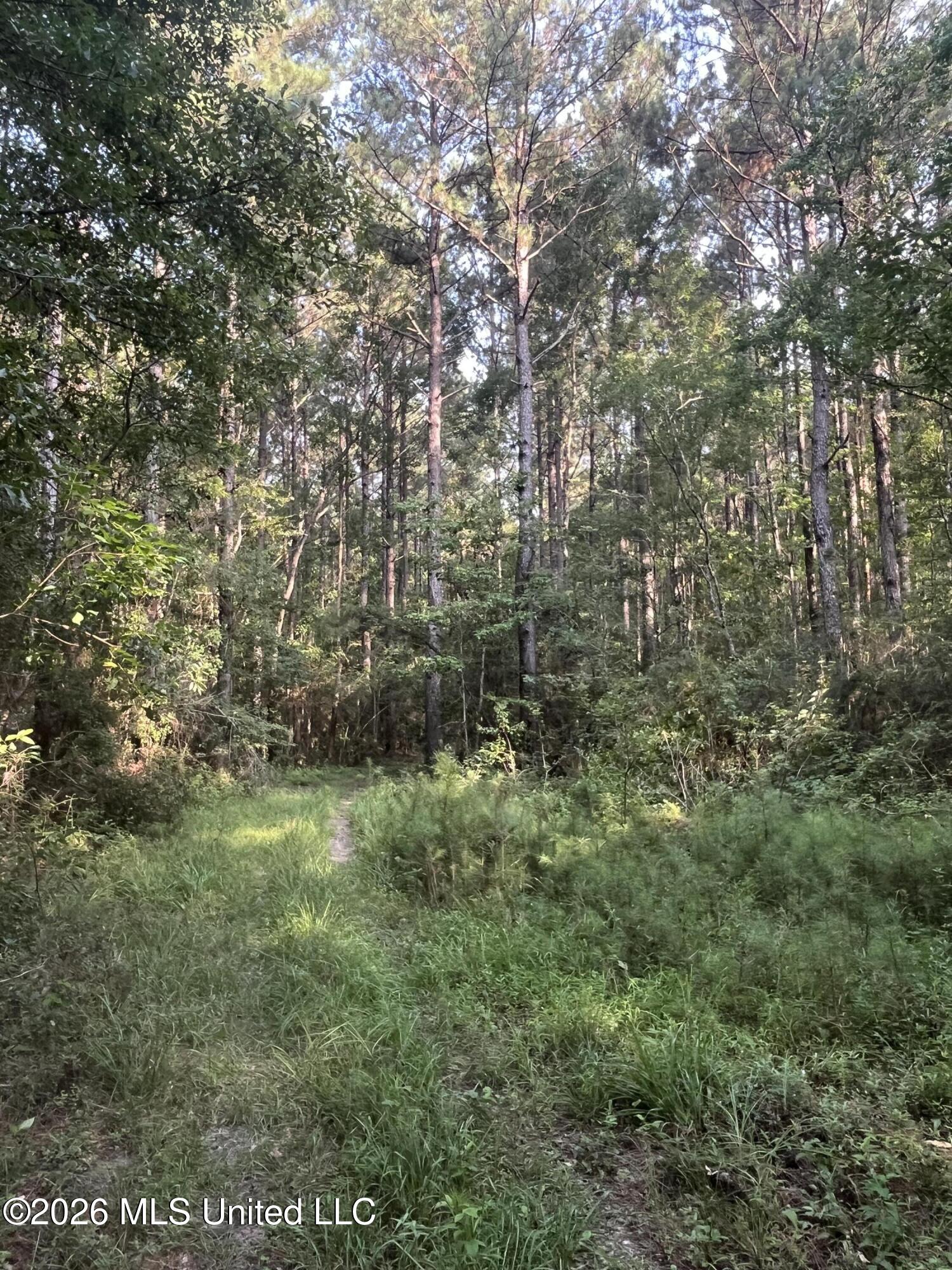 0 Crane Creek Road Perkinston, MS 39573 - Photo 2 of 17 IMG_5006